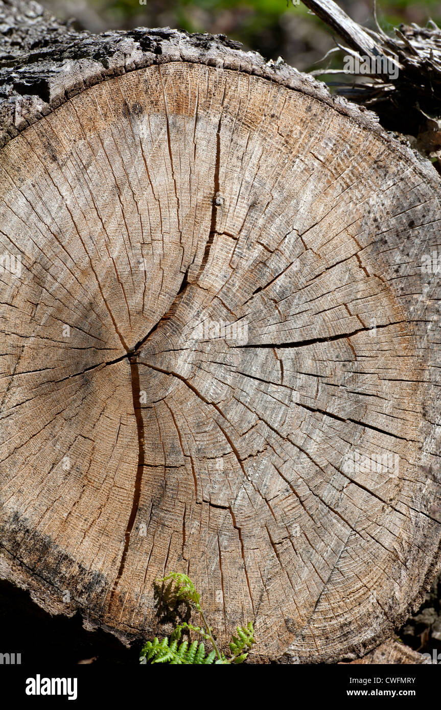 Albero di quercia tagliata che mostra in sezione Foto Stock