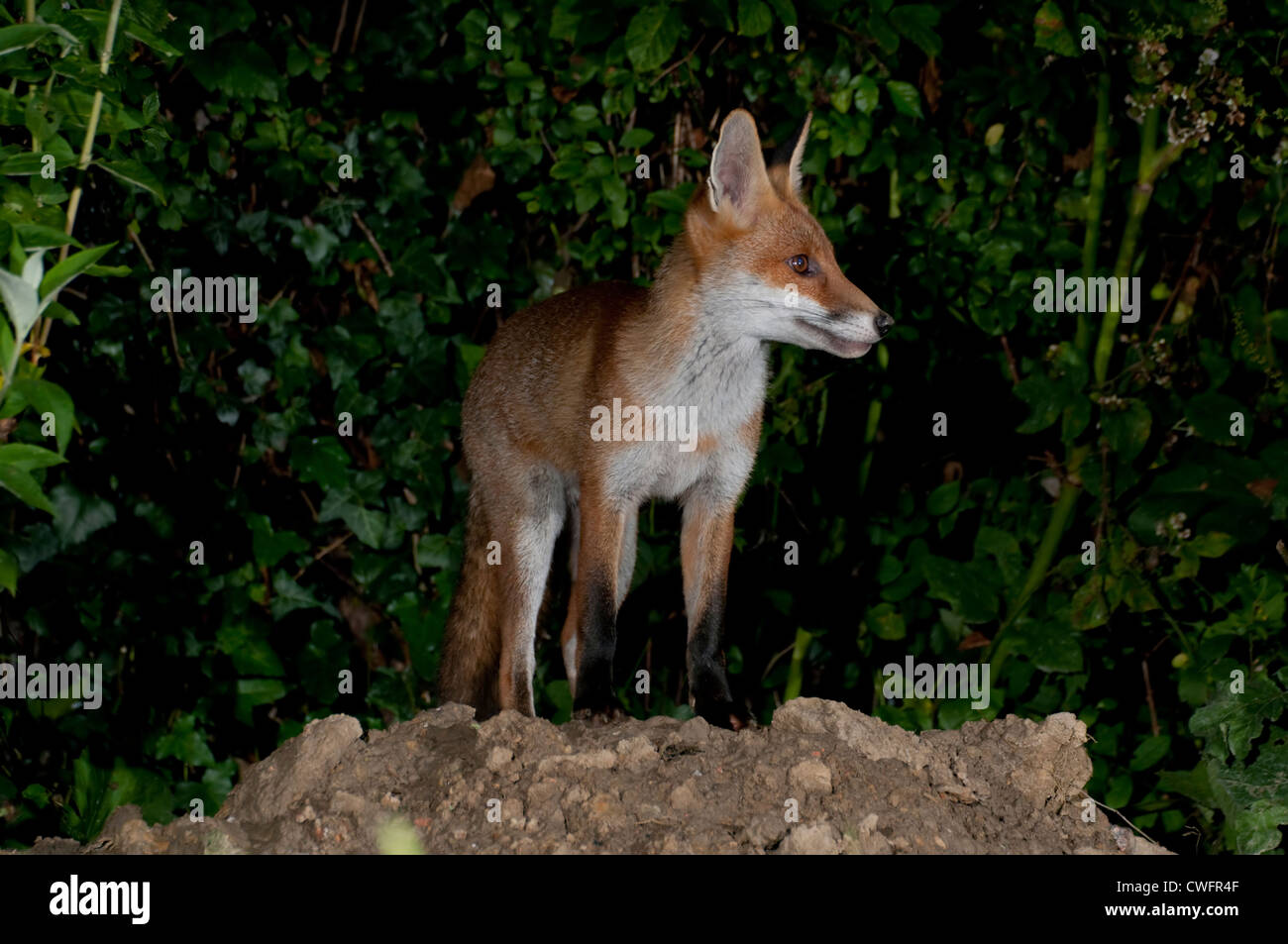 Un rosso volpe (Vulpes vulpes) controllando i suoi dintorni di notte in un giardino suburbano Foto Stock