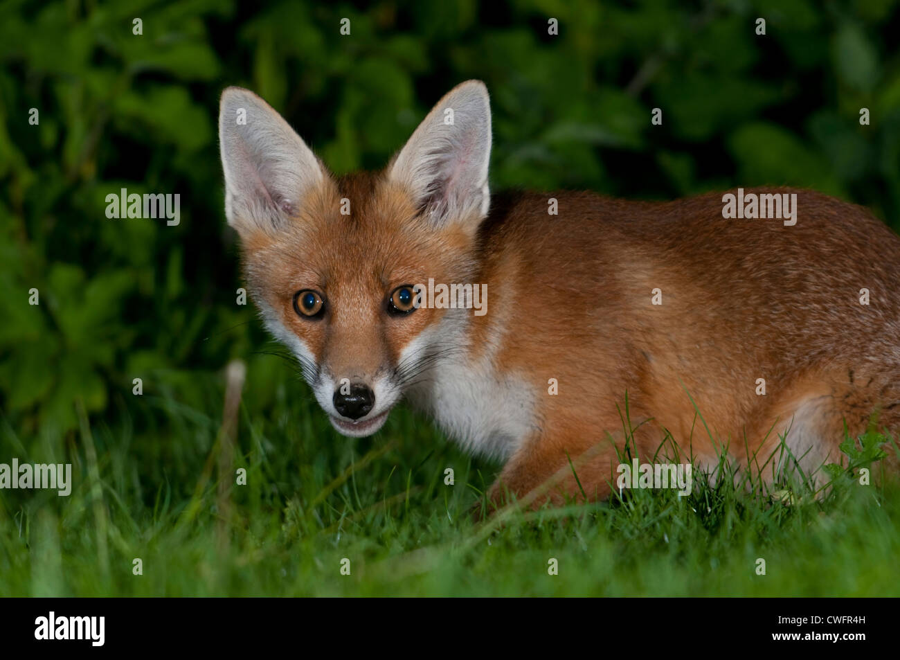 Un rosso giovane volpe (Vulpes vulpes) in cerca di cibo nel giardino suburbano, Sussex, Regno Unito Foto Stock