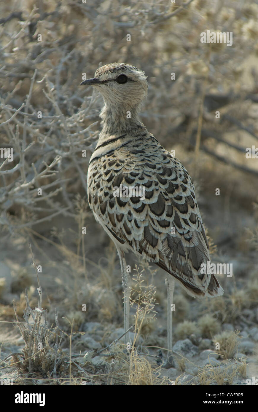 Doppio Courser nastrati (Rhinoptilus africanus) in Etosha National Park, Namibia Foto Stock