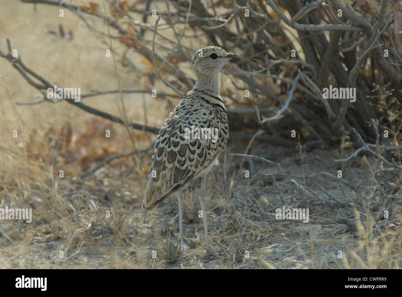 Doppio Courser nastrati (Rhinoptilus africanus) in Etosha National Park, Namibia Foto Stock