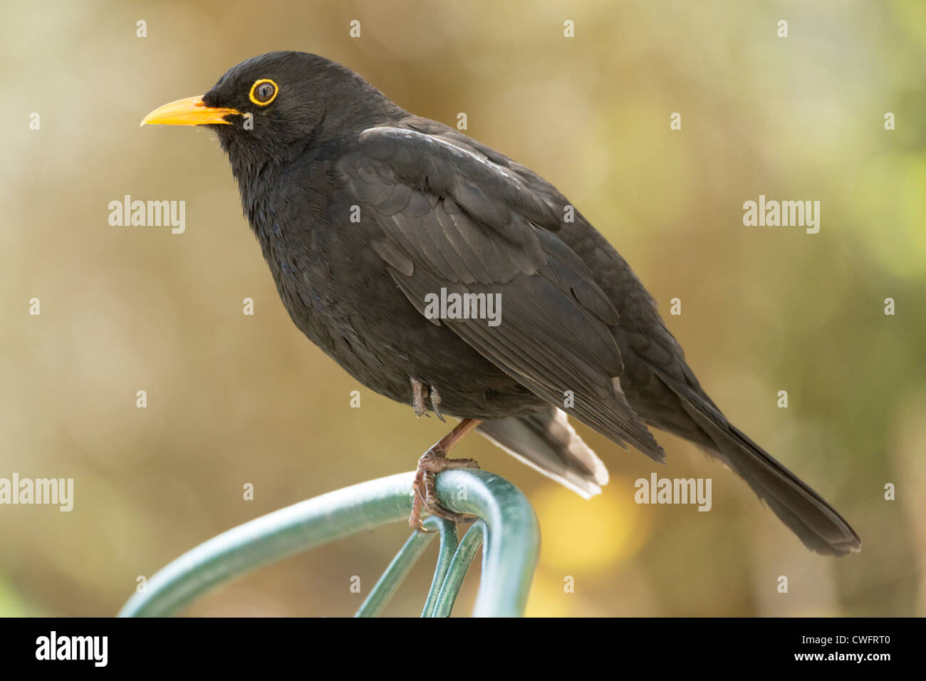 Beaky Merlo Foto Stock