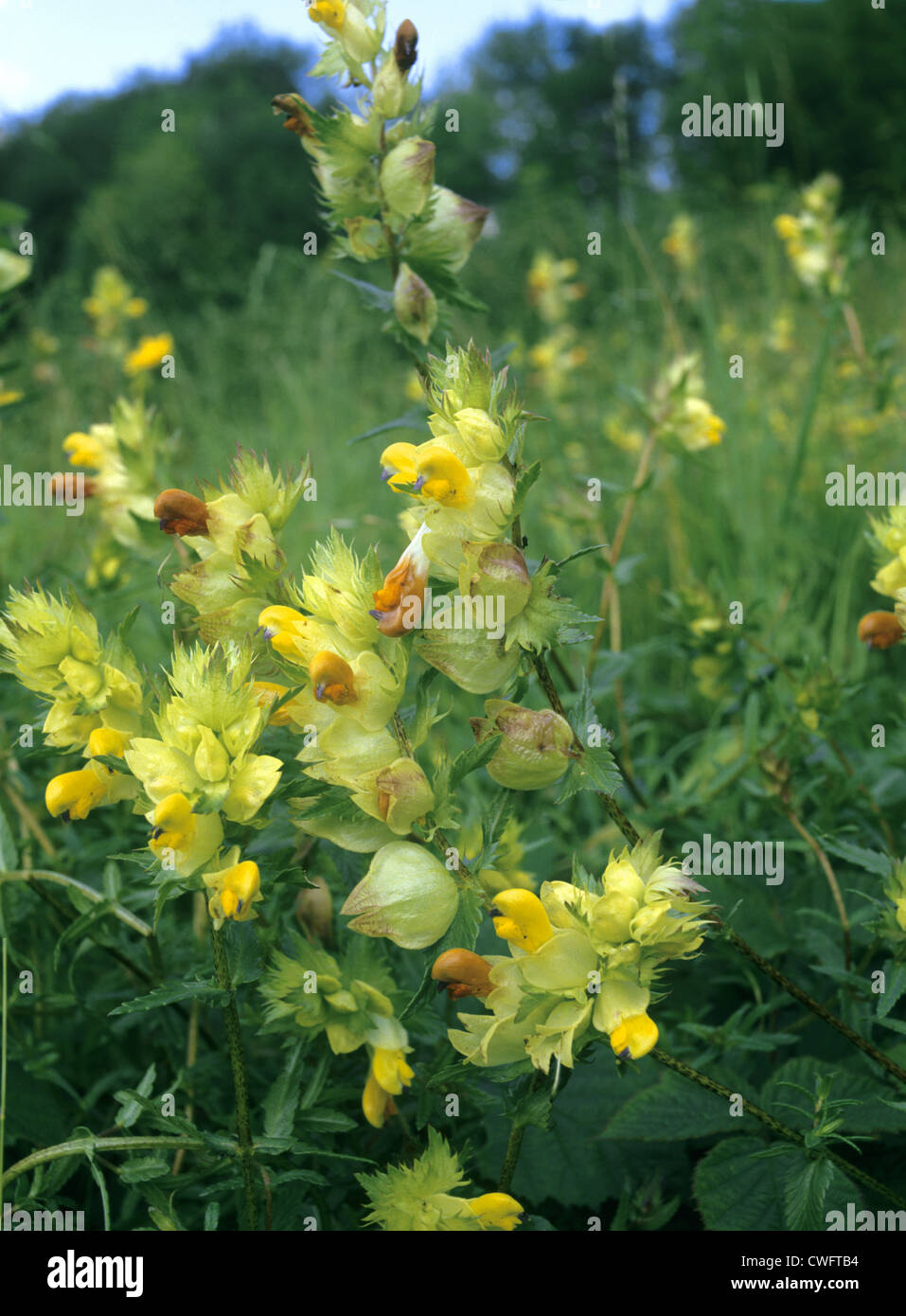 Maggiore giallo-RATTLE Rhinanthus angustifolius (Scrophulariaceae) Foto Stock