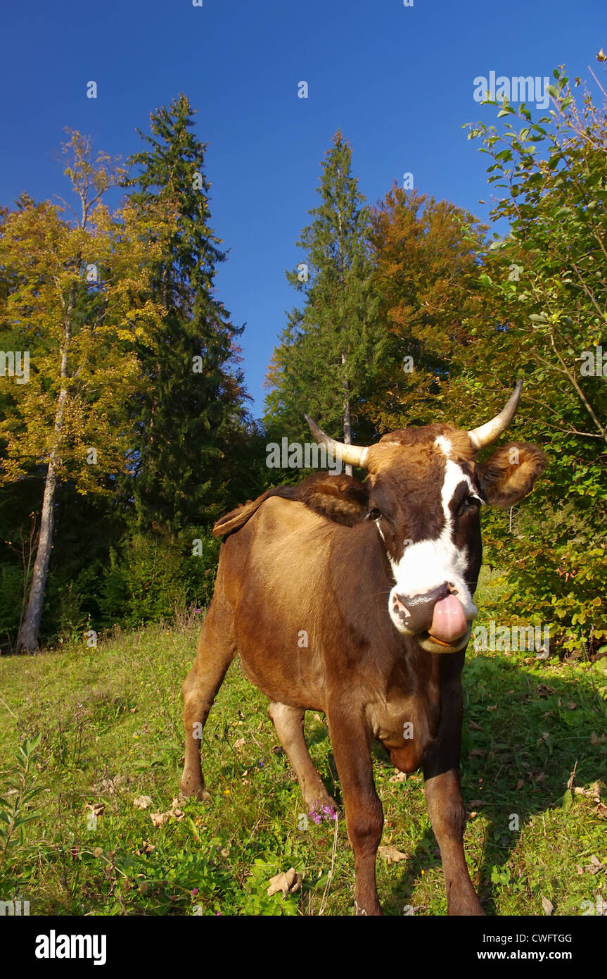 Divertente mucca nel paesaggio autunnale Foto Stock