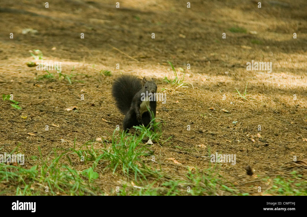 Divertenti scoiattolo curioso nella foresta Foto Stock
