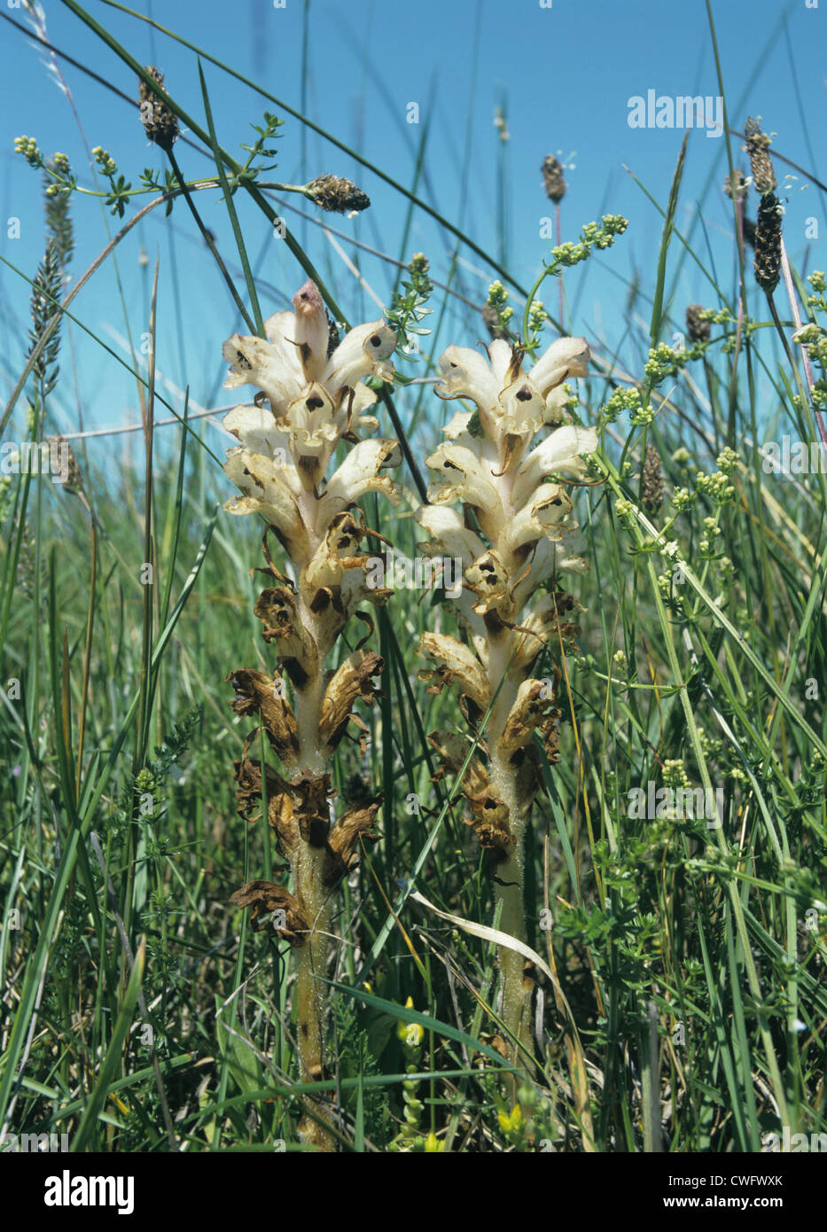 BEDSTRAW Succhiamele prataiolo Orobanche caryophyllacea (Orobanchaceae) Foto Stock