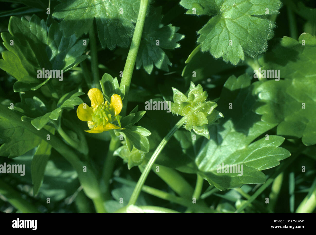 SCILLY RANUNCOLO Ranunculus muricatus (Ranunculaceae) Foto Stock