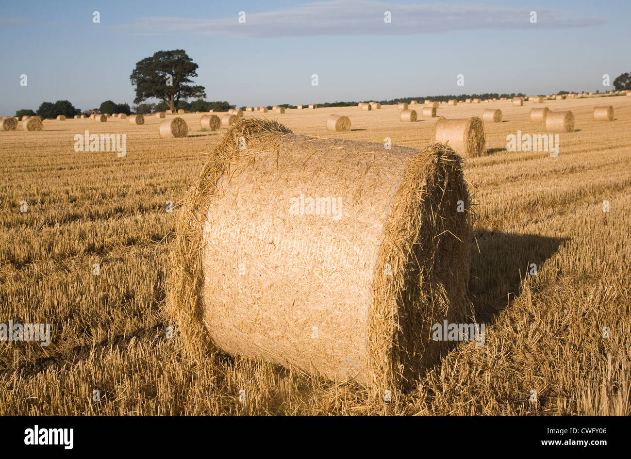 Round le balle di paglia in raccolti di cereali Shottisham campo Suffolk in Inghilterra Foto Stock