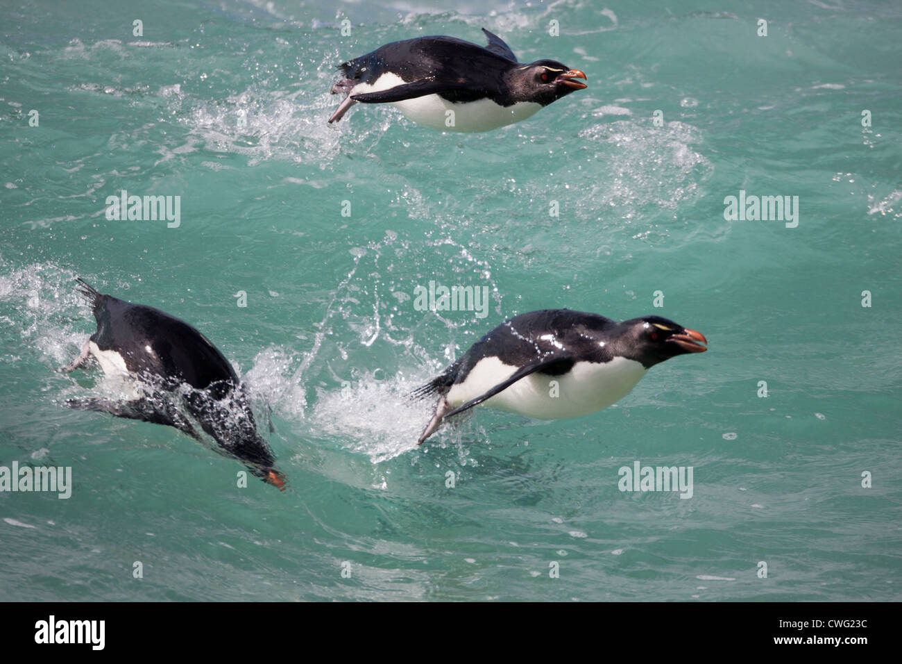 Pinguino saltaroccia (Eudyptes chrysocome chrysocome), sottospecie Occidentale, adulti porpoising nel surf Foto Stock