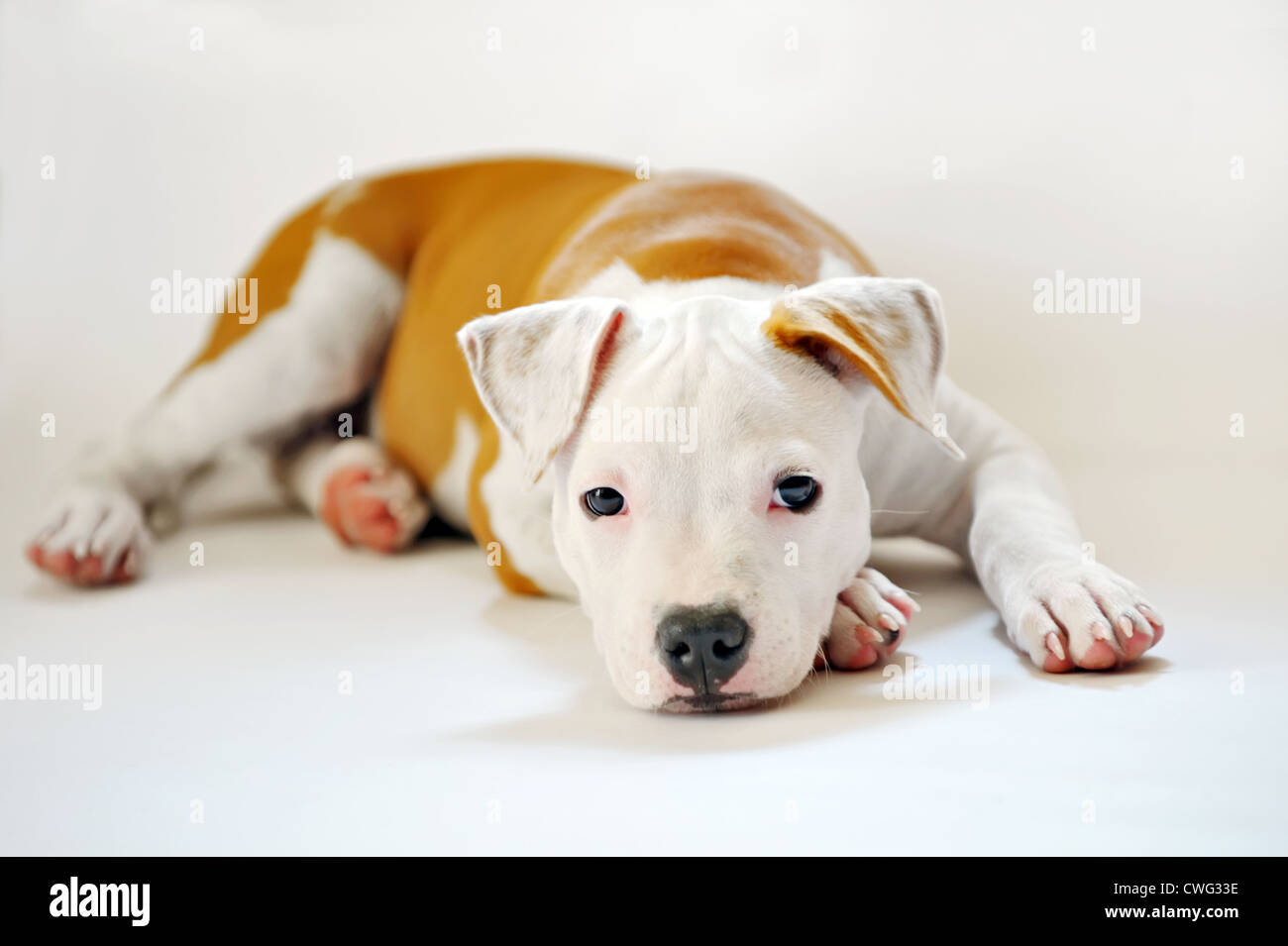 American Staffordshire terrier Foto Stock