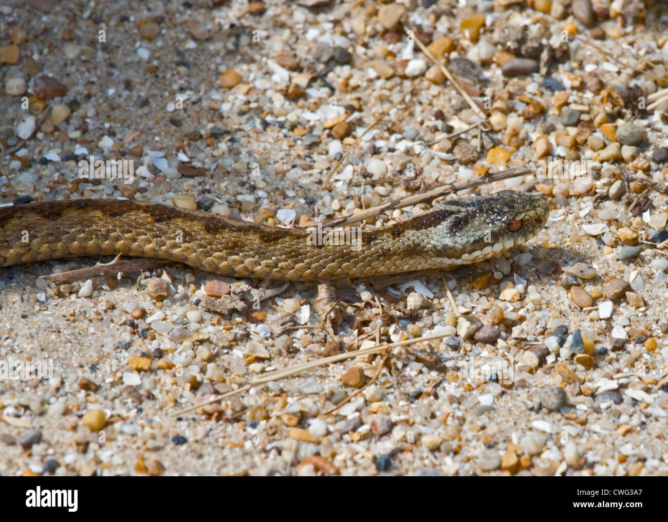 Unione sommatore (Vipera berus) Foto Stock