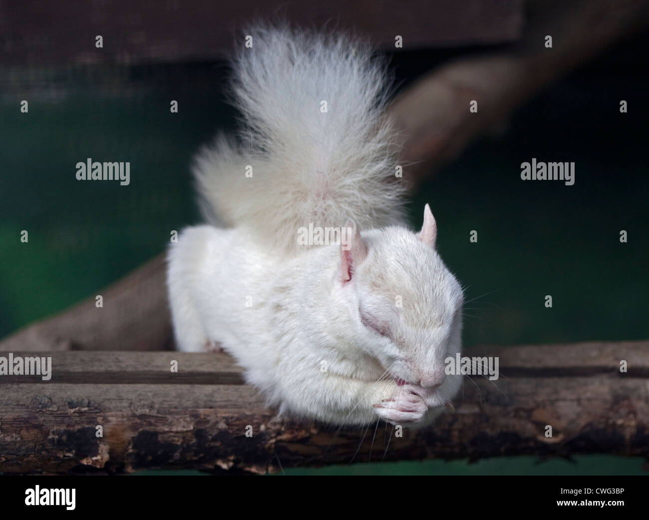 Albino scoiattolo grigio (Sciurus carolinensis), Regno Unito Foto Stock