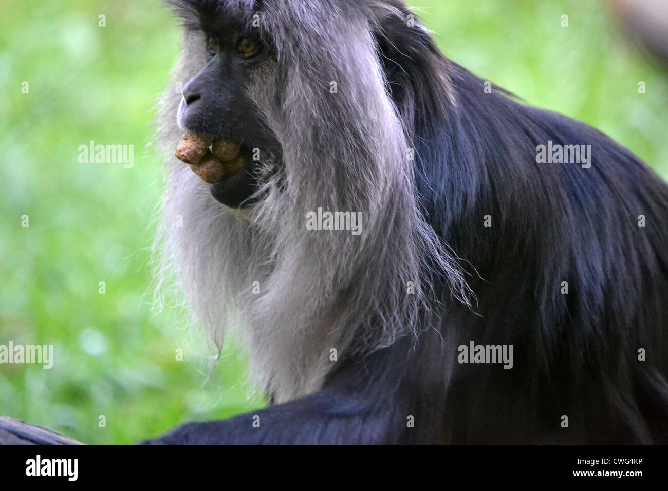 Lion coda Macaque Foto Stock