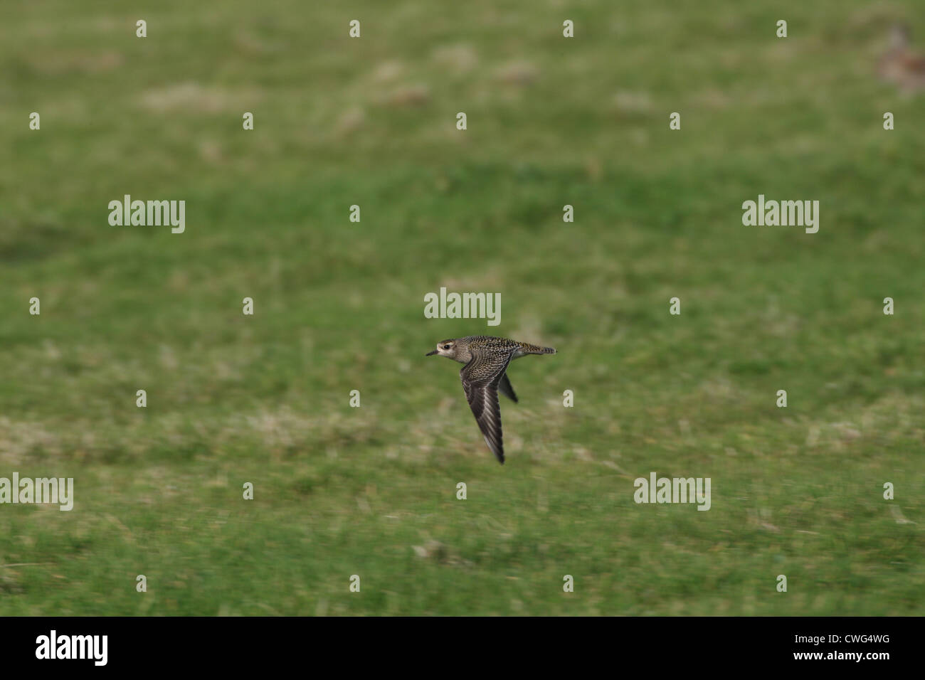 American Golden Plover Pluvialis dominica Shetland, Scotland, Regno Unito Foto Stock