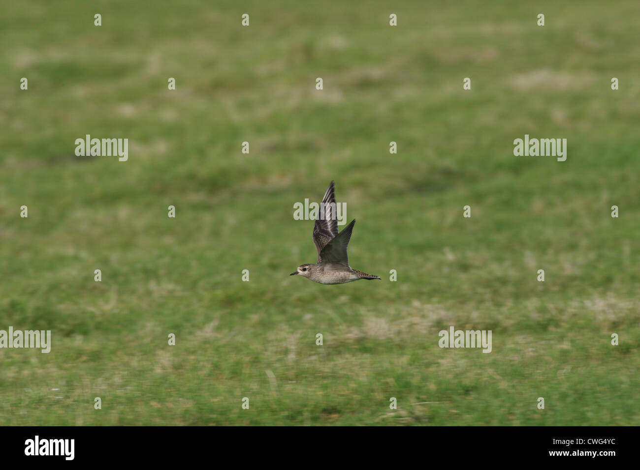 American Golden Plover Pluvialis dominica Shetland, Scotland, Regno Unito Foto Stock