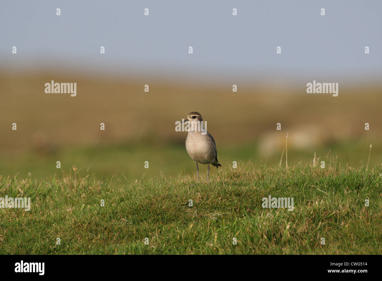American Golden Plover Pluvialis dominica Shetland, Scotland, Regno Unito Foto Stock