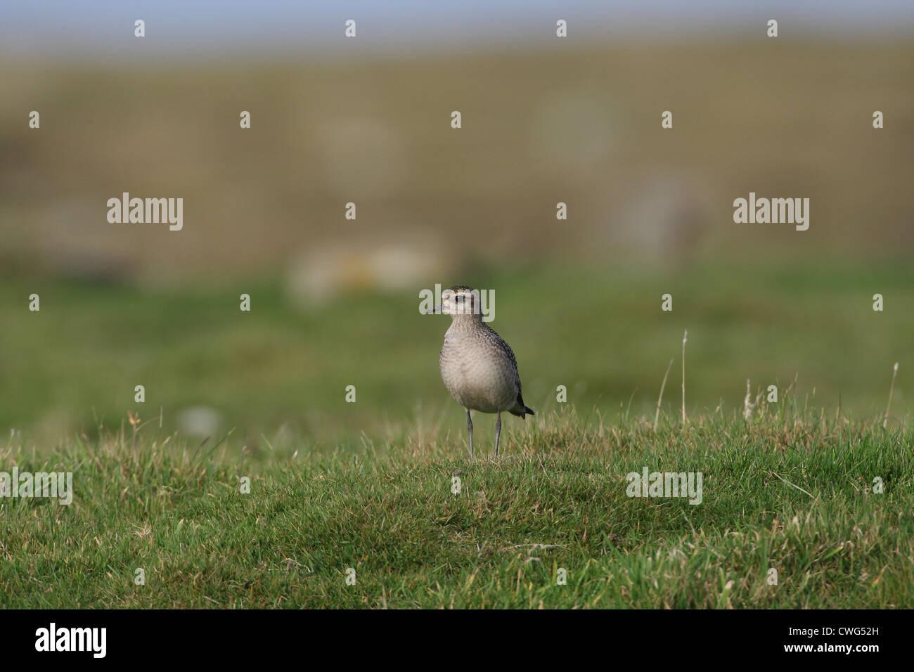 American Golden Plover Pluvialis dominica Shetland, Scotland, Regno Unito Foto Stock