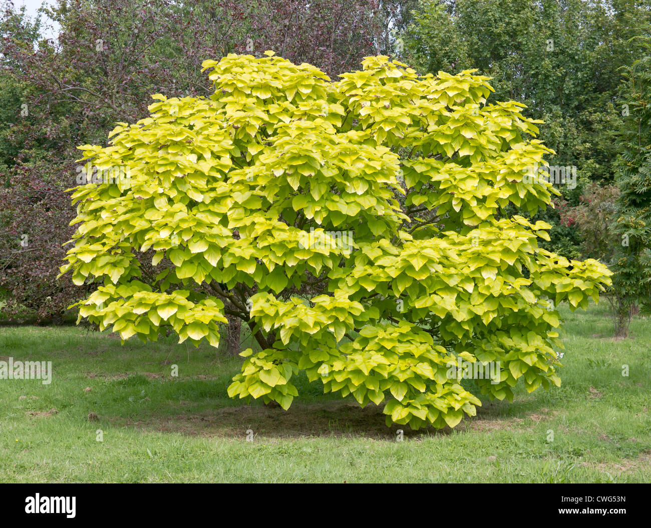 Catalpa Alberi Catalpa Pianta