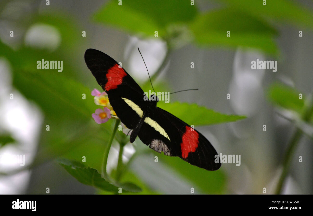 Portalettere Butterfly (Heliconius melpomene :) Foto Stock