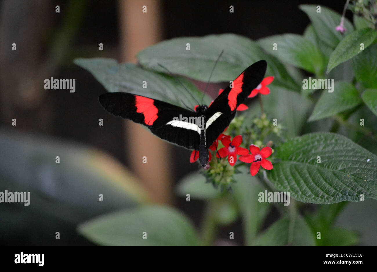 Portalettere Butterfly (Heliconius melpomene :) Foto Stock
