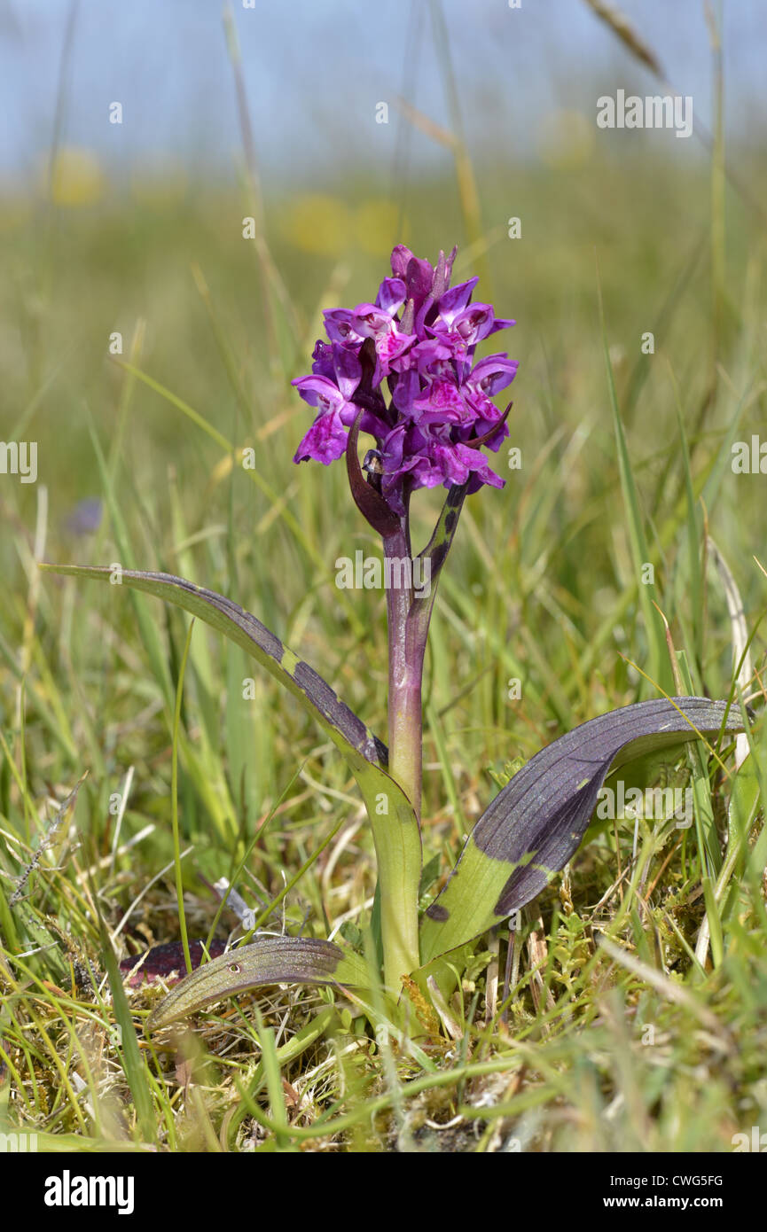 La Palude delle Ebridi-orchidea Dactylorhiza ebudensis (Orchidaceae) Foto Stock