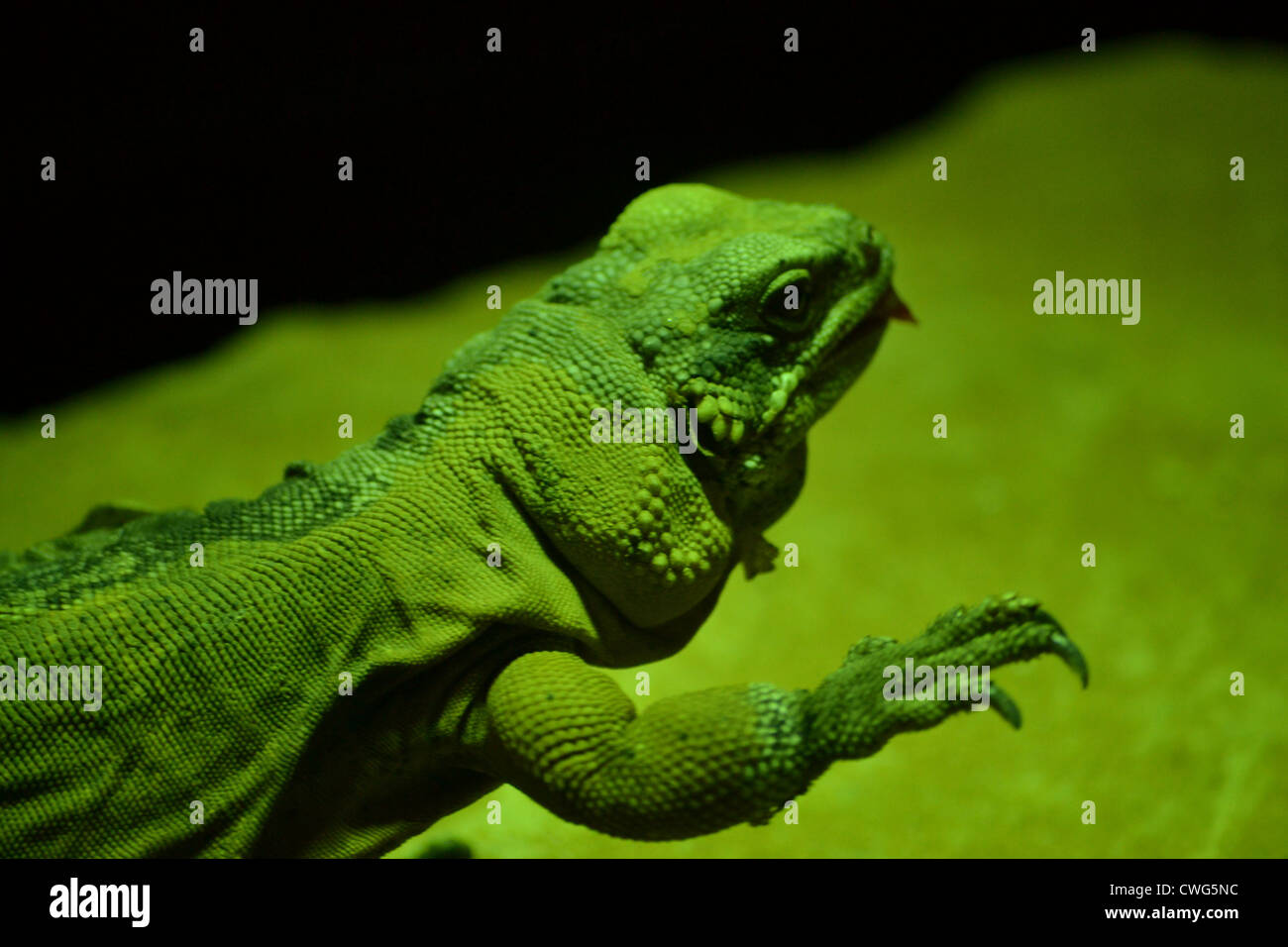 Western Chuckwalla Lizard Foto Stock