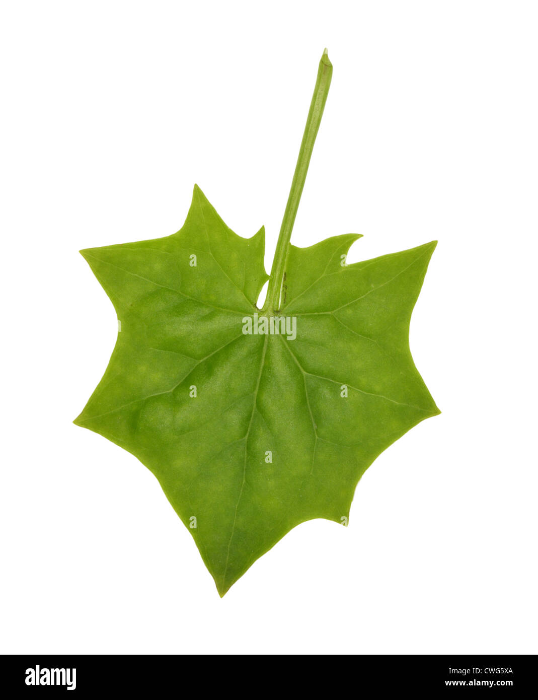 Tedesco-ivy Delairea odorata (Asteraceae) Foto Stock