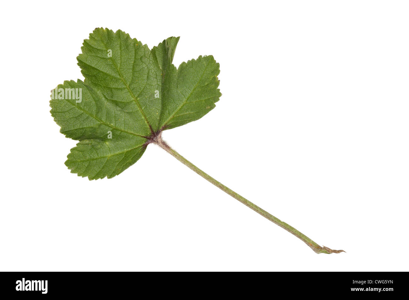 Comune di malva Malva Sylvestris (Malvaceae) Foto Stock