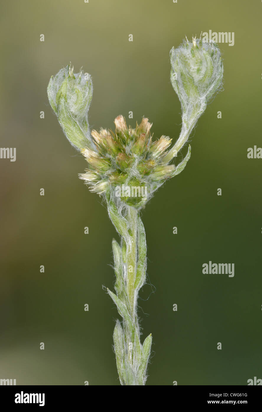 CUDWEED comune di Filago vulgaris (Asteraceae) Foto Stock