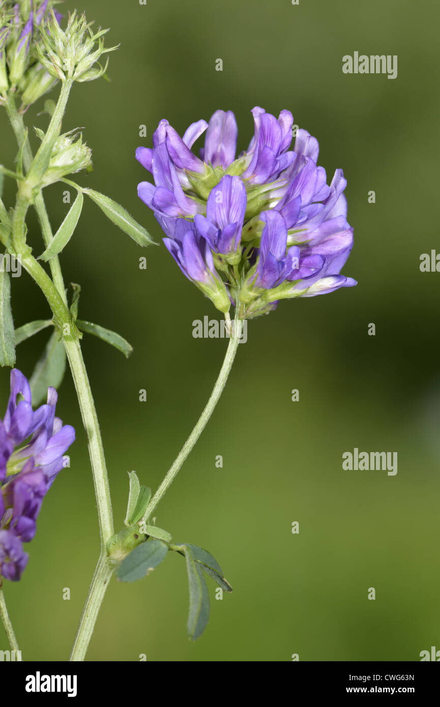 Lucerna Medicago sativa ssp. sativa (Fabaceae) Foto Stock