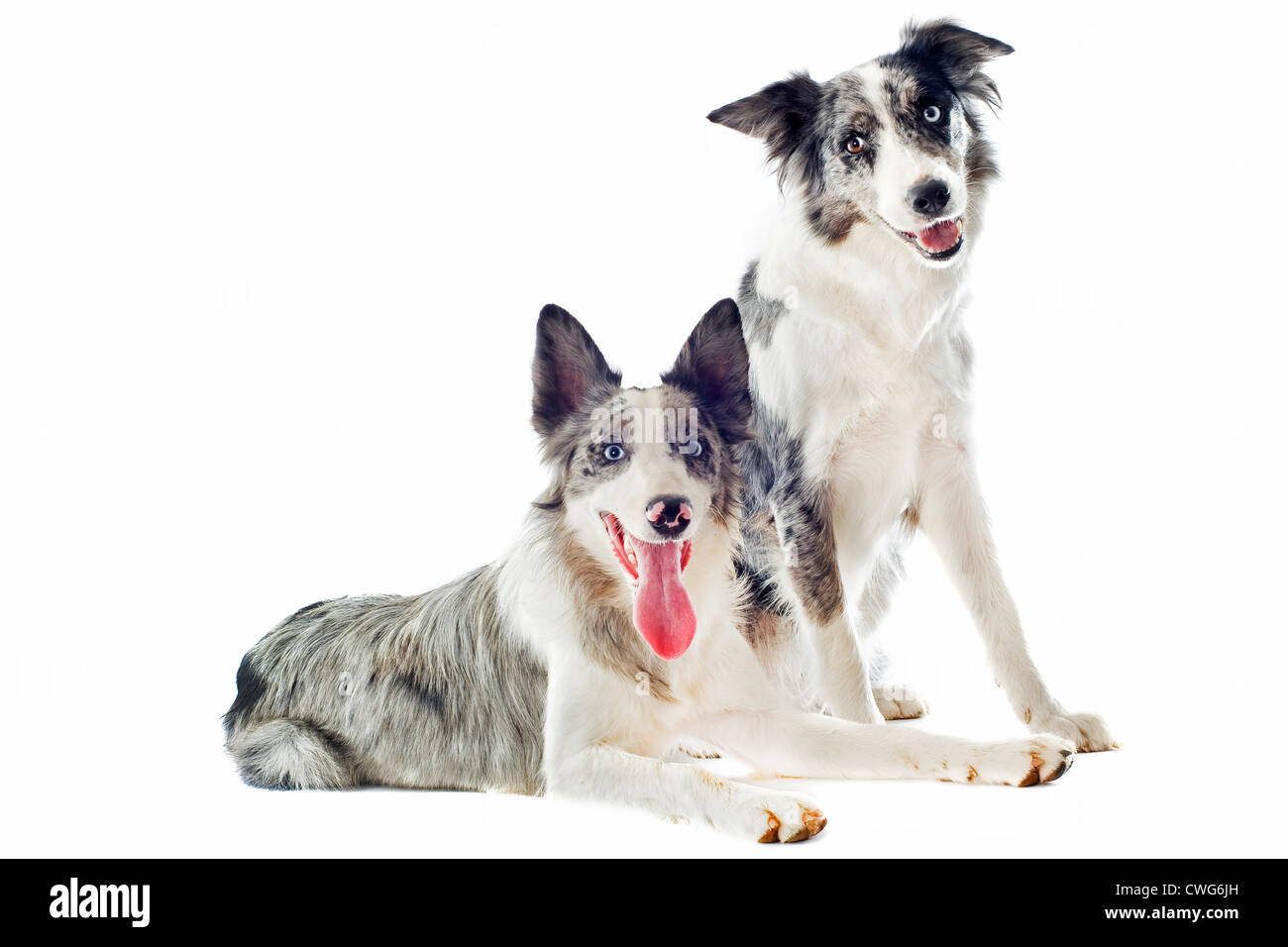 Ritratto di riproduttori di razza border collies davanti a uno sfondo bianco Foto Stock