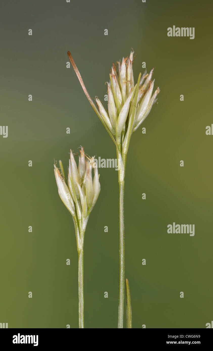 Becco bianco-SEDGE rhynchospora alba (Cyperaceae) Foto Stock