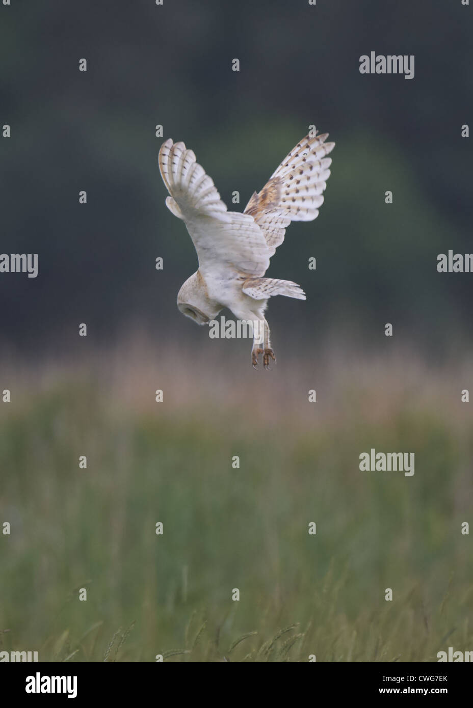 Barbagianni passando sulla preda Foto Stock