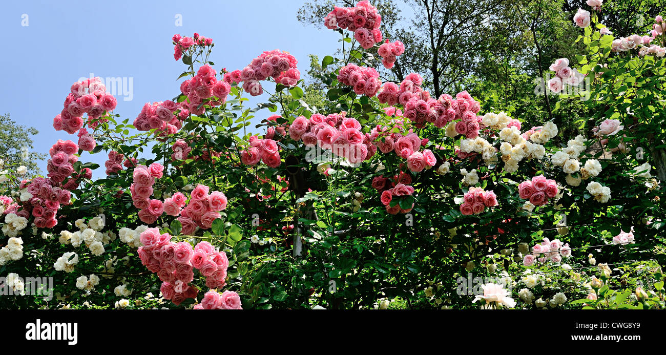 Cascata di rosa e rose bianche Foto Stock