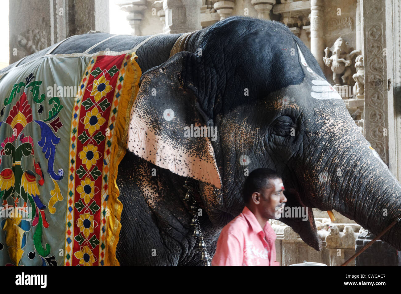 La benedizione di Elephant nel Tempio di Madurai a Madurai, India. Per due rupie l'elefante vi benedica con la sua linea. Foto Stock