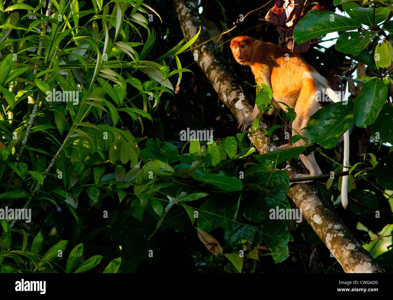 Proboscide scimmia, Nasalis larvatus, sale su un albero, Sabah, Malaysia Foto Stock