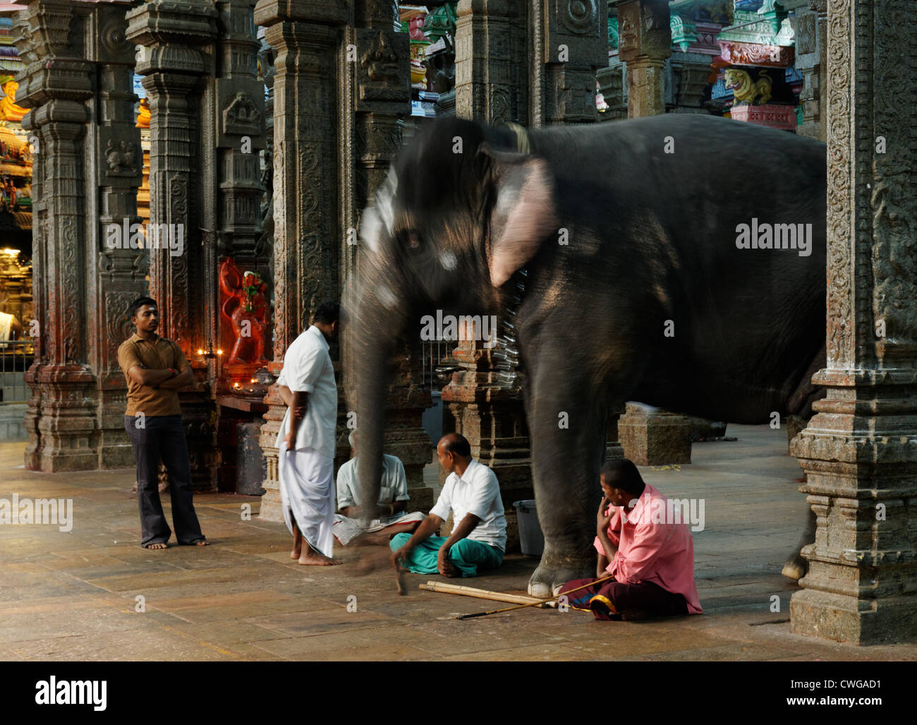 La benedizione di Elephant nel Tempio di Madurai a Madurai, India. Per due rupie l'elefante vi benedica con la sua linea. Foto Stock