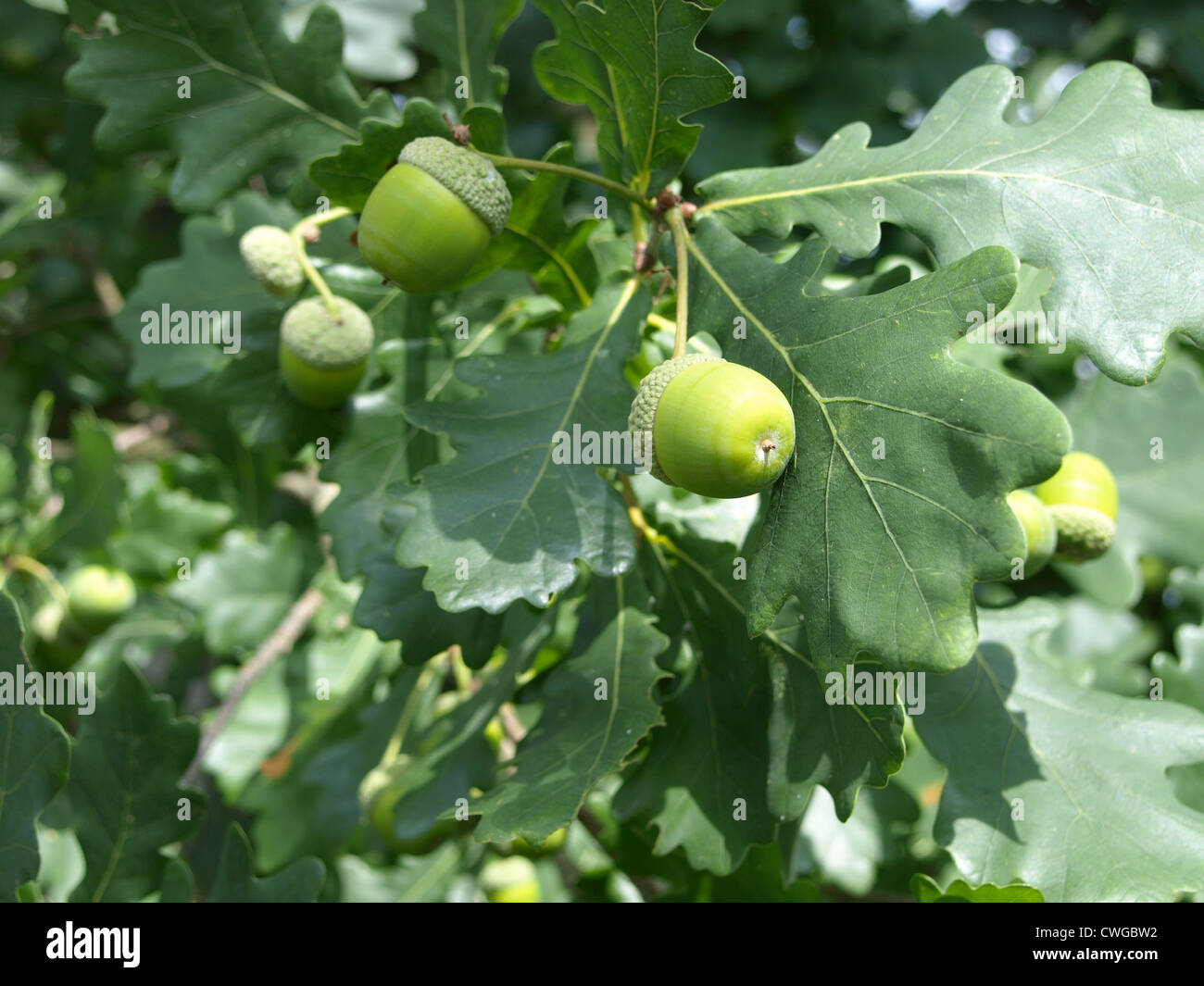 Inglese quercia con ghiande / Quercus robur / Stiel-Eiche mit Eicheln Foto Stock