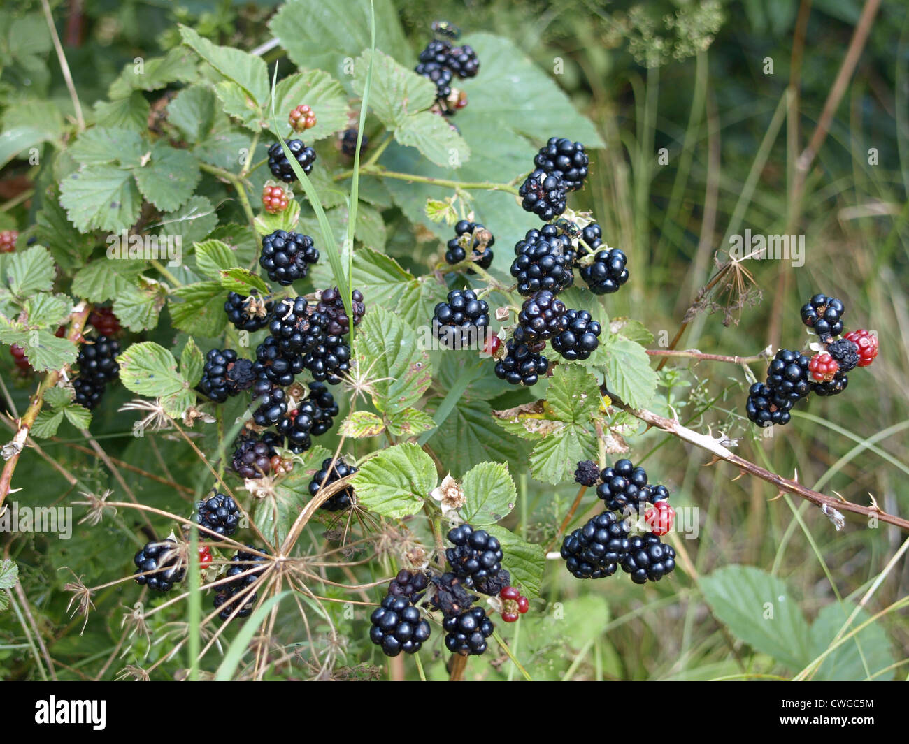 More a un blackberry bush / Rubus sezione rubus / Brombeeren Foto Stock