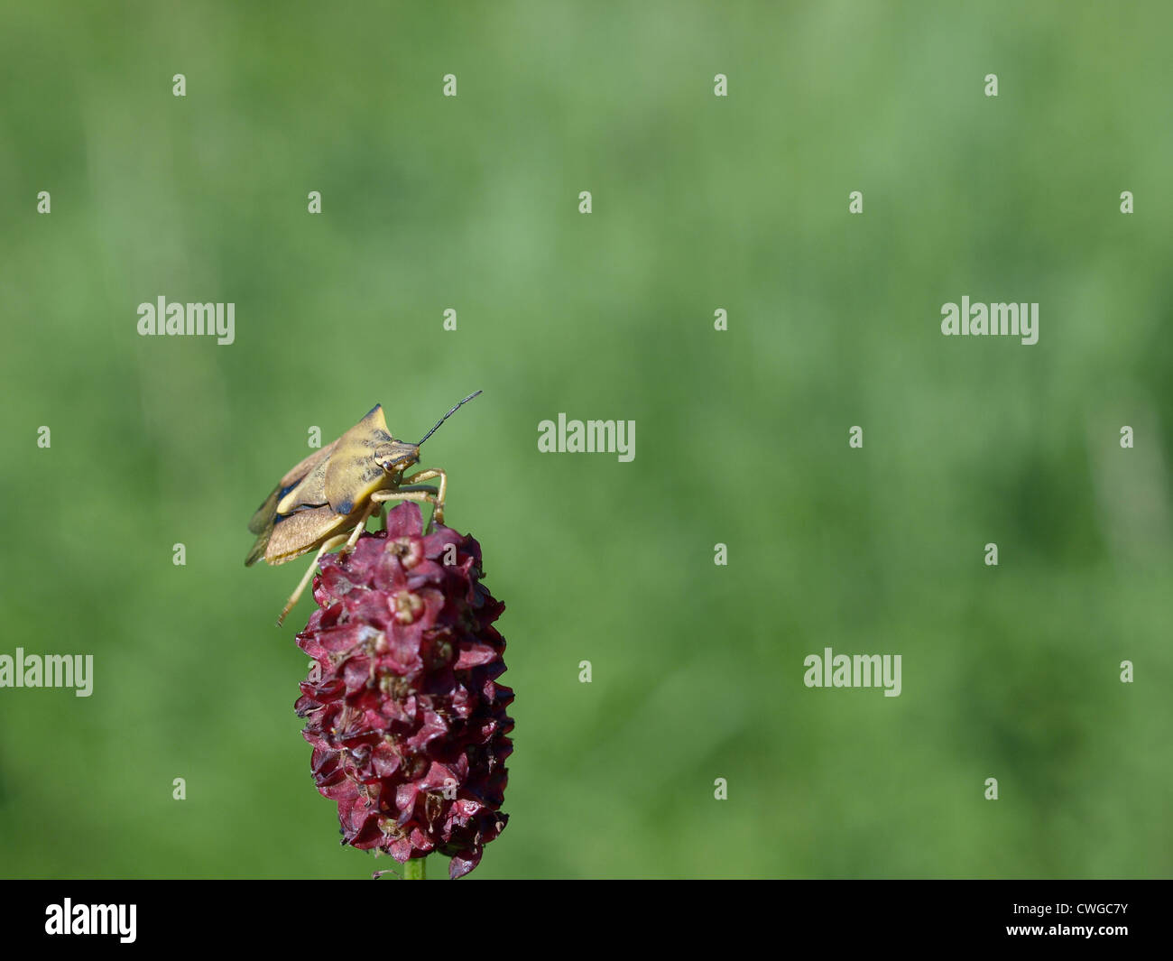 Bug / Carpocoris fuscispinus su un grande burnett / Nördliche Fruchtwanze auf Großem Wiesenknopf Foto Stock