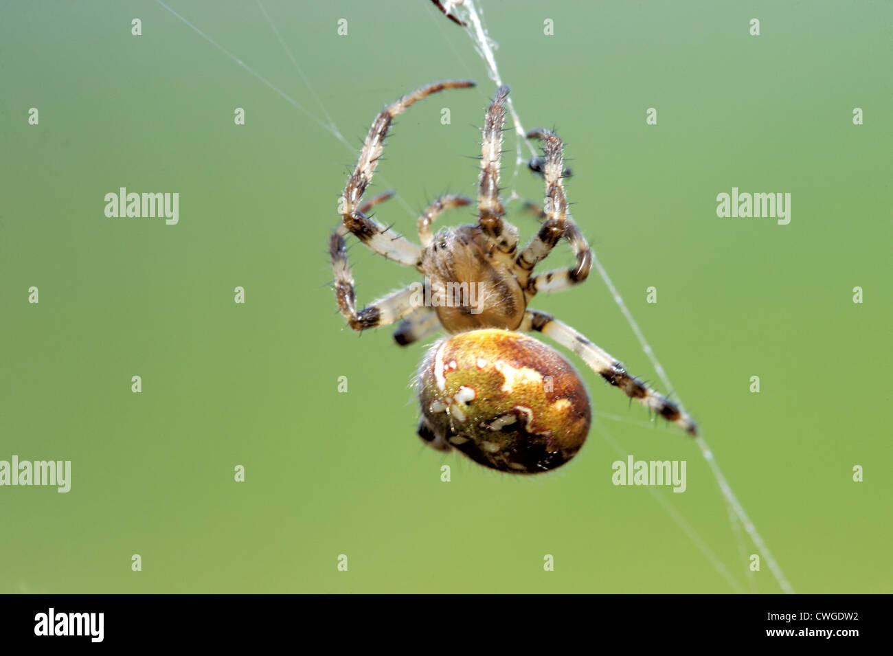 Giardino europeo spider (Araneus diadematus) Foto Stock