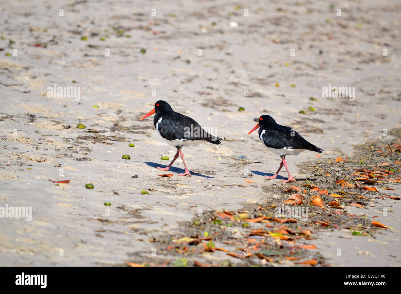 Pied Oystercatcher Foto Stock