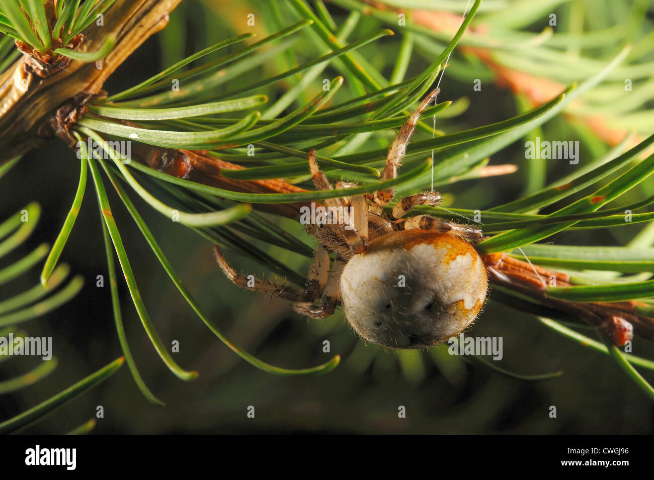 Giardino europeo spider (Araneus diadematus) sul larice Foto Stock