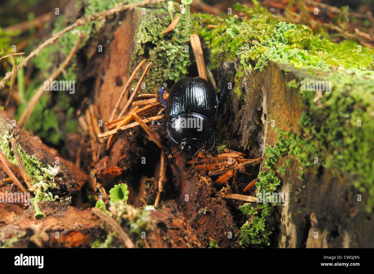Forest dung beetle camminando in una foresta Foto Stock