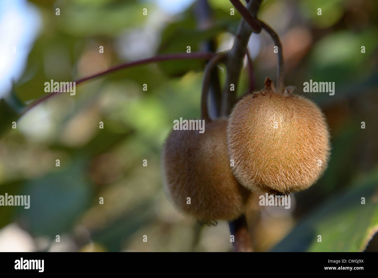 Kiwistrauch immagini e fotografie stock ad alta risoluzione - Alamy