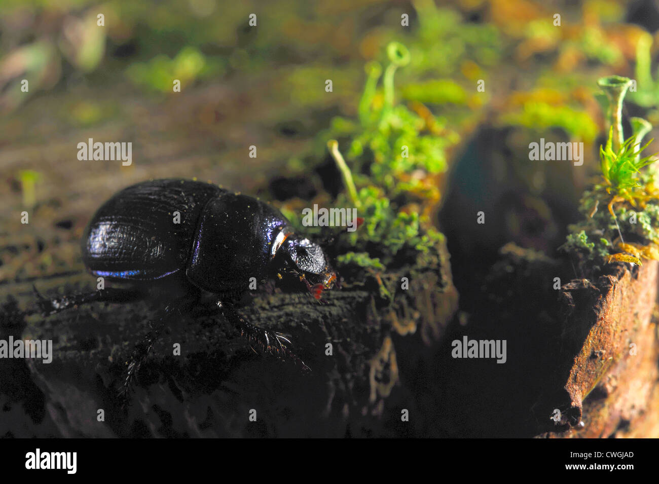 Forest dung beetle camminando in una foresta Foto Stock