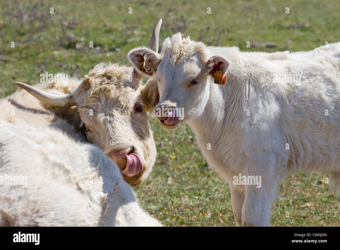 Proprio come la mamma - Madre di mucca e di vitello giovane leccare i loro nasi insieme Foto Stock