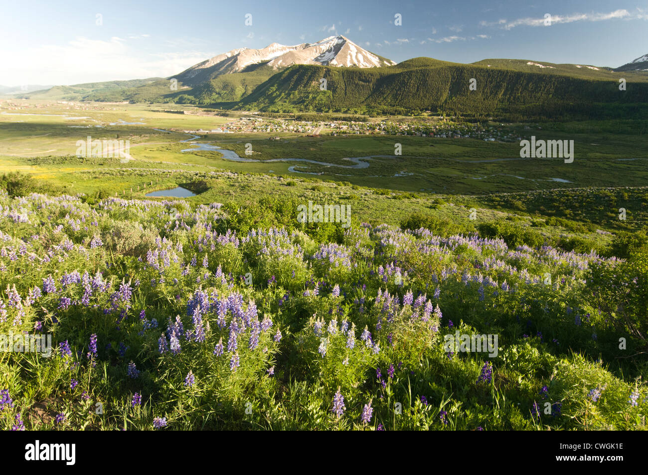 Fiori di lupino e la città di Crested Butte, Colorado. Foto Stock