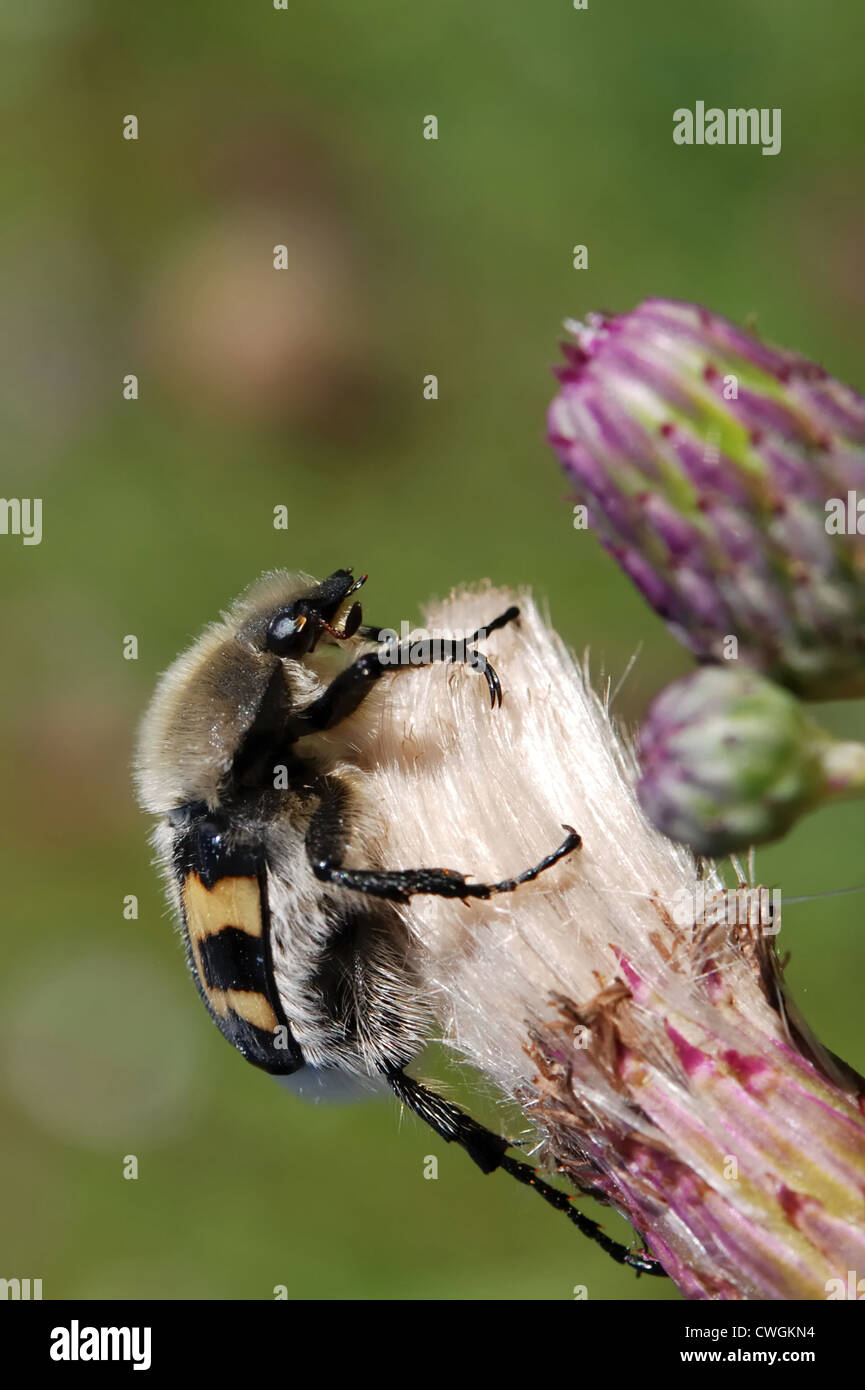 Bee beetle (Trichius fasciaticus) Foto Stock