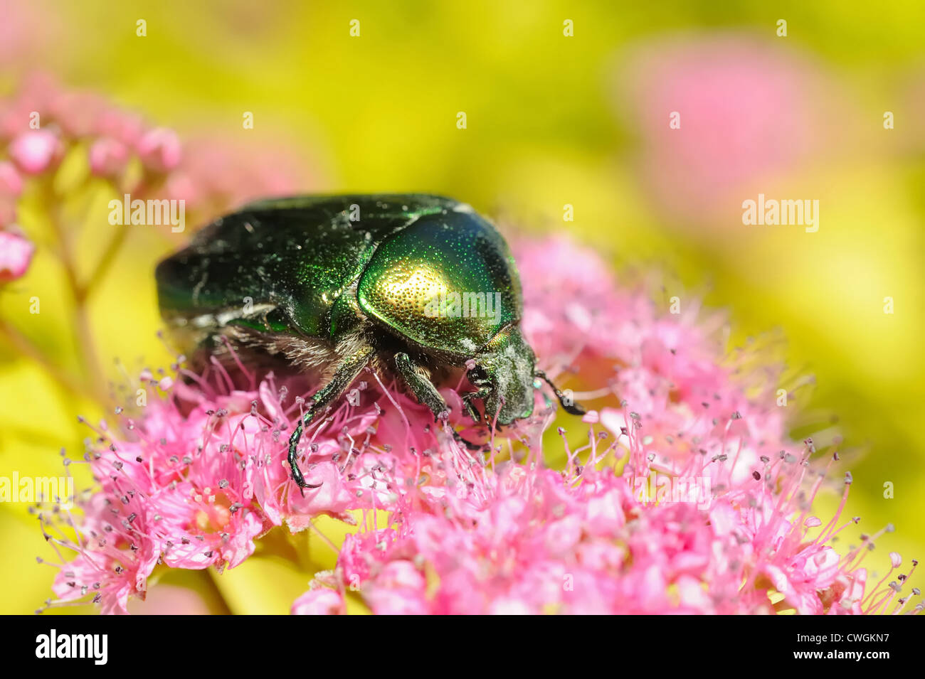 Rose (chafer Cetonia aurata) sui fiori di Spirea bumalda Foto Stock